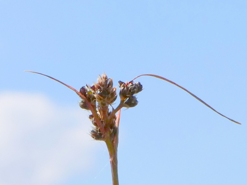 P1017782-001.JPG