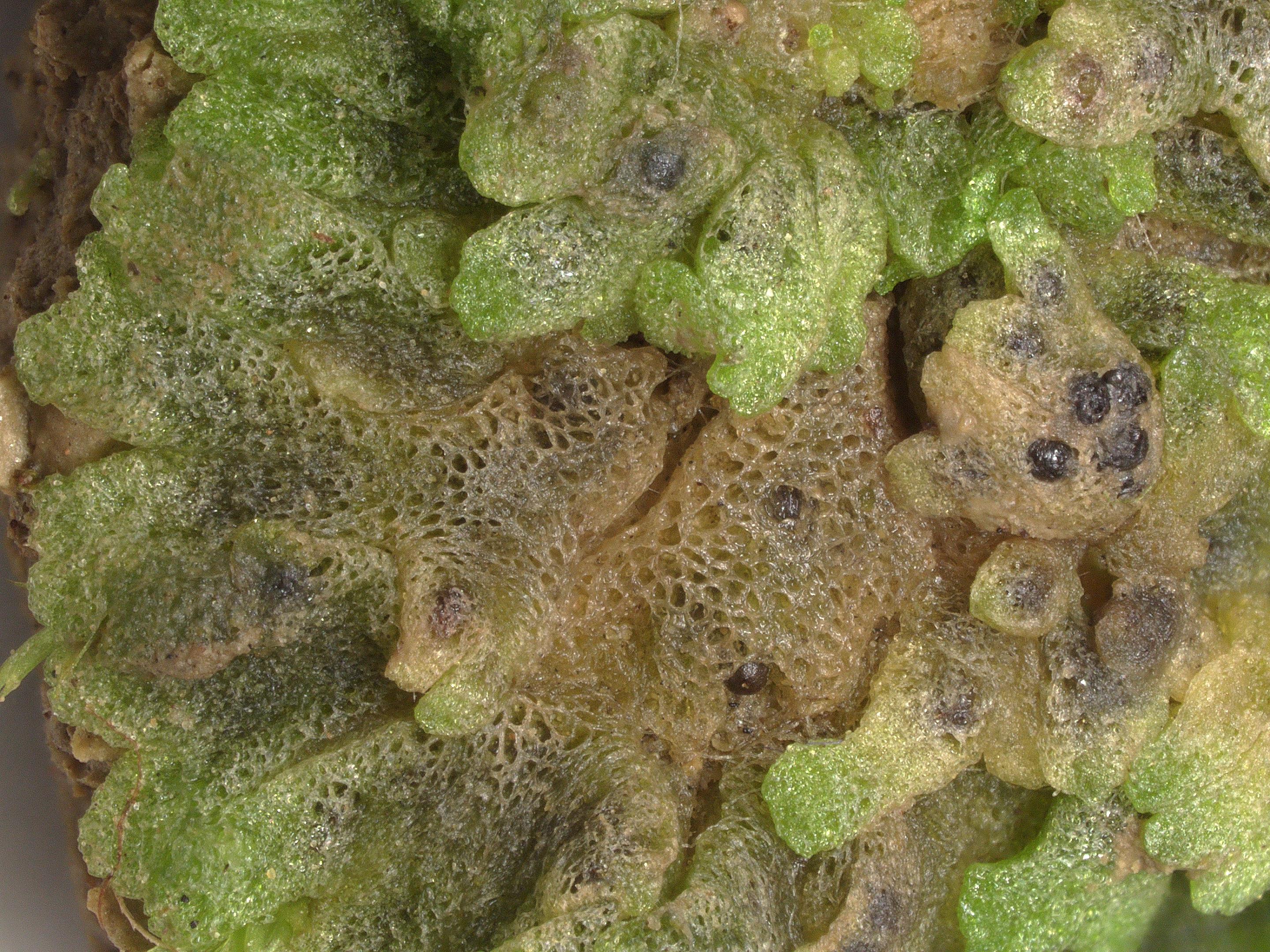 Riccia_cavernosa_abry_874_03.jpg