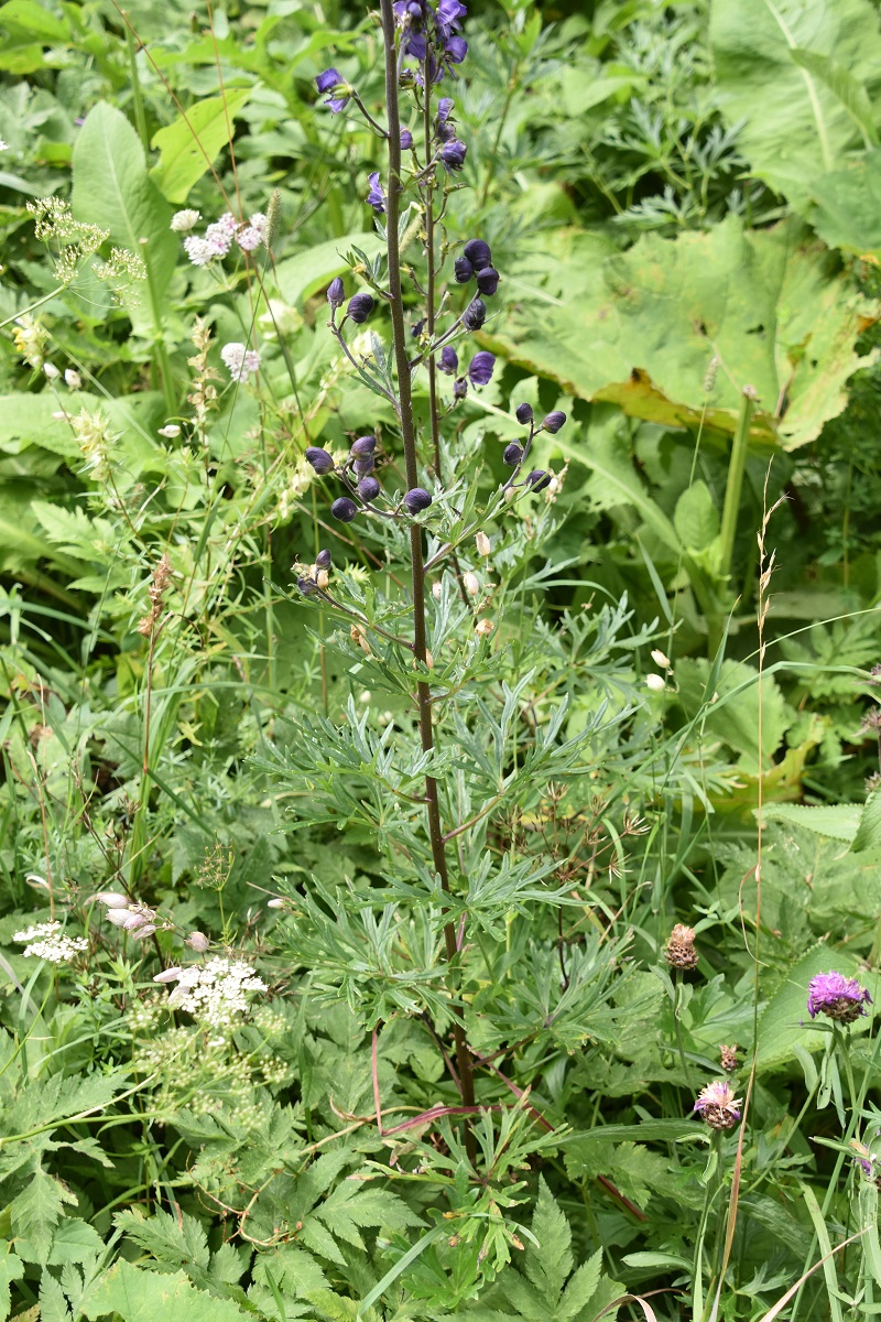 Ulreichsberg - - 31072022 - (6) - Aconitum.JPG