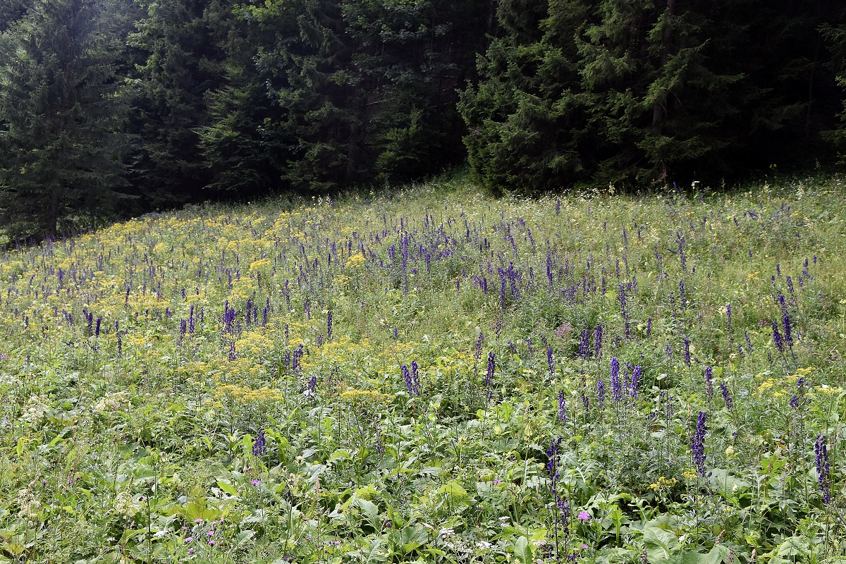 Ulreichsberg -- 31072022 - (1) - Aconitum.JPG