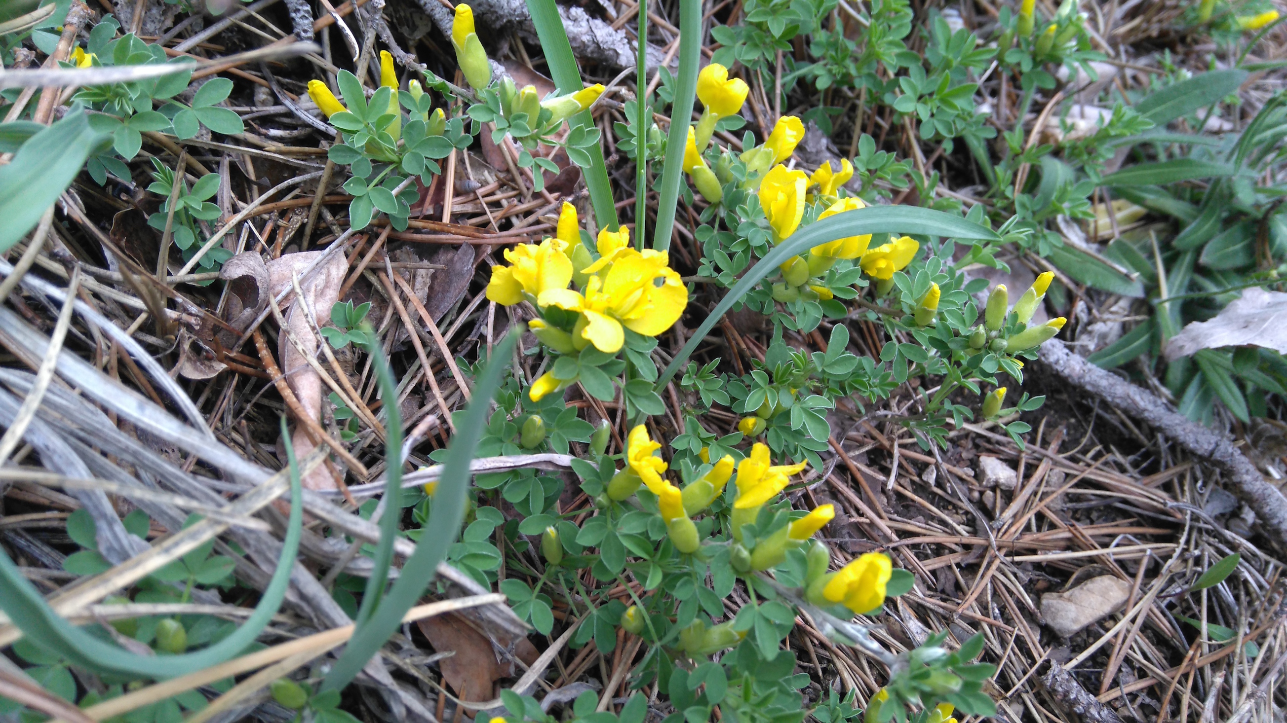 chamaecytisus ratisbonensis_7987.JPG