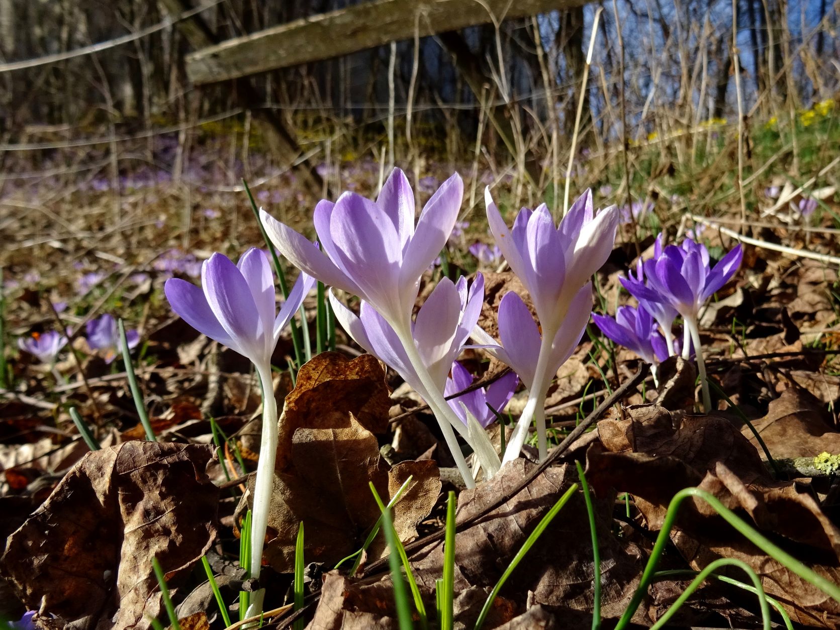 2022-02-16 Crocus tommasinianus.JPG