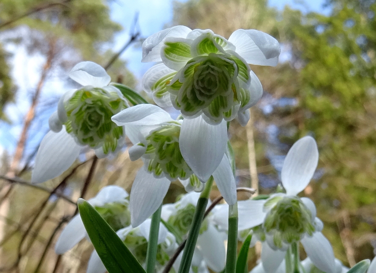 2022-02-27 Galanthus nivalis f. pleniflora.JPG