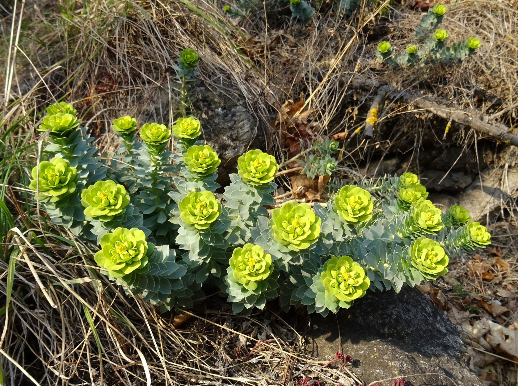 2022-03-16 Euphorbia myrsinites..JPG