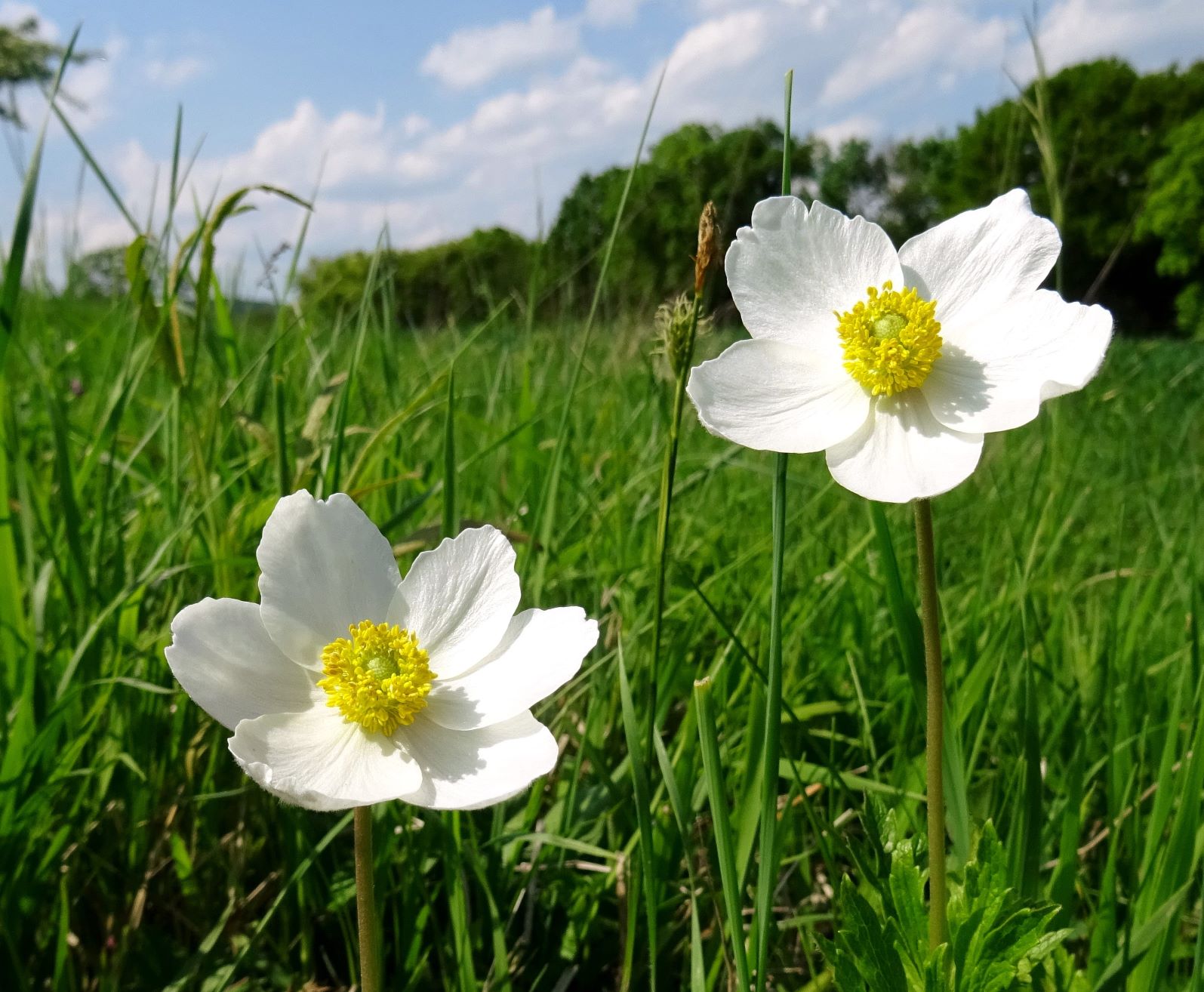 2022-05-10 Anemone sylvestris.JPG