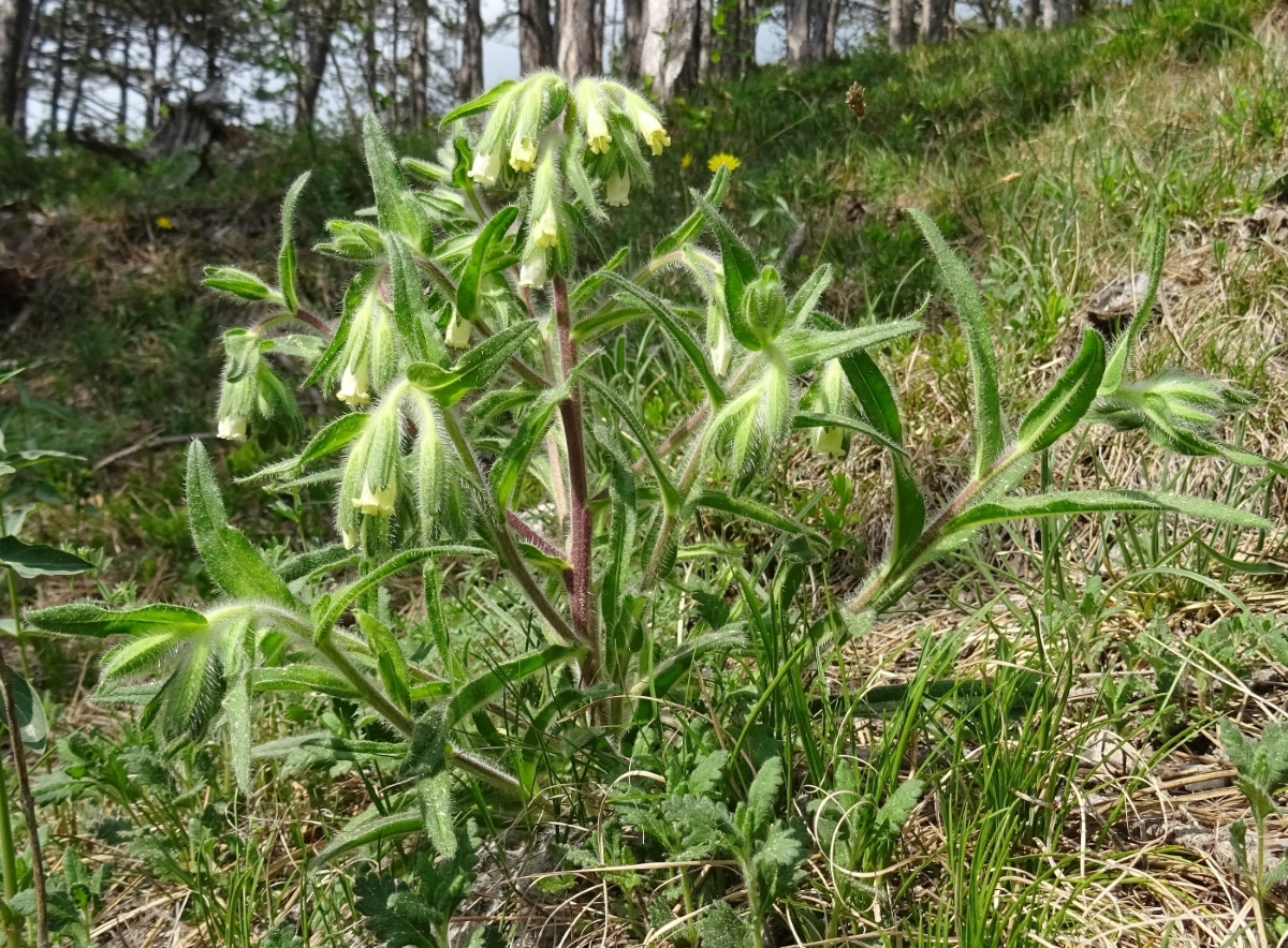 2022-05-17 Onosma visianii.JPG