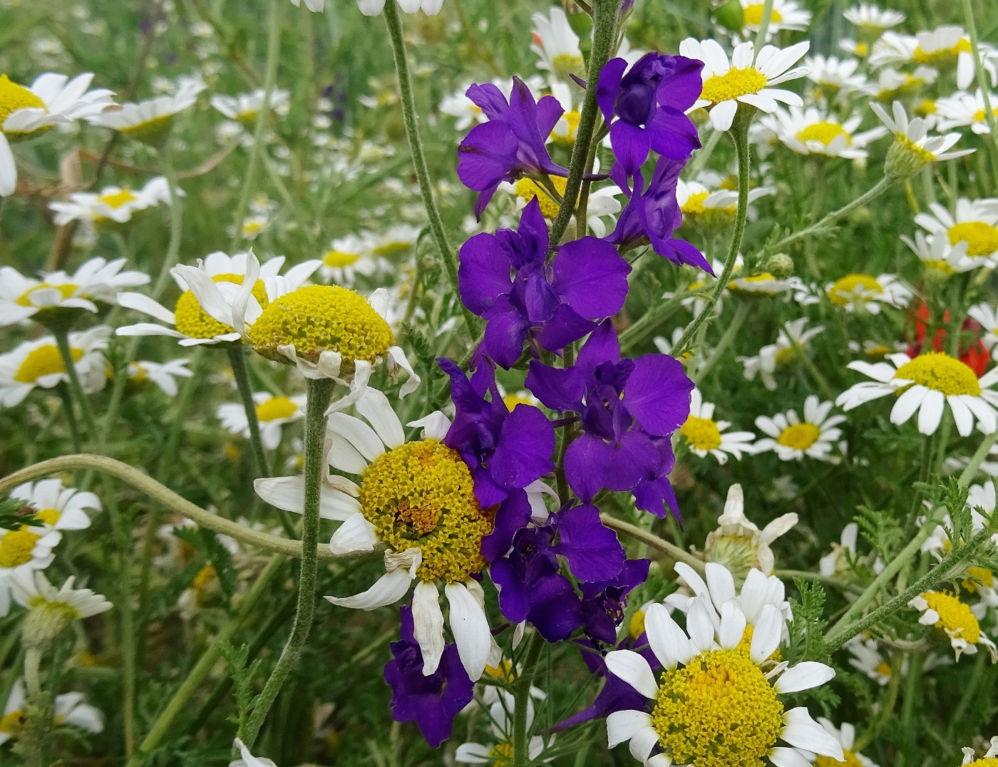 2022-05-28 Delphinium orientale.JPG