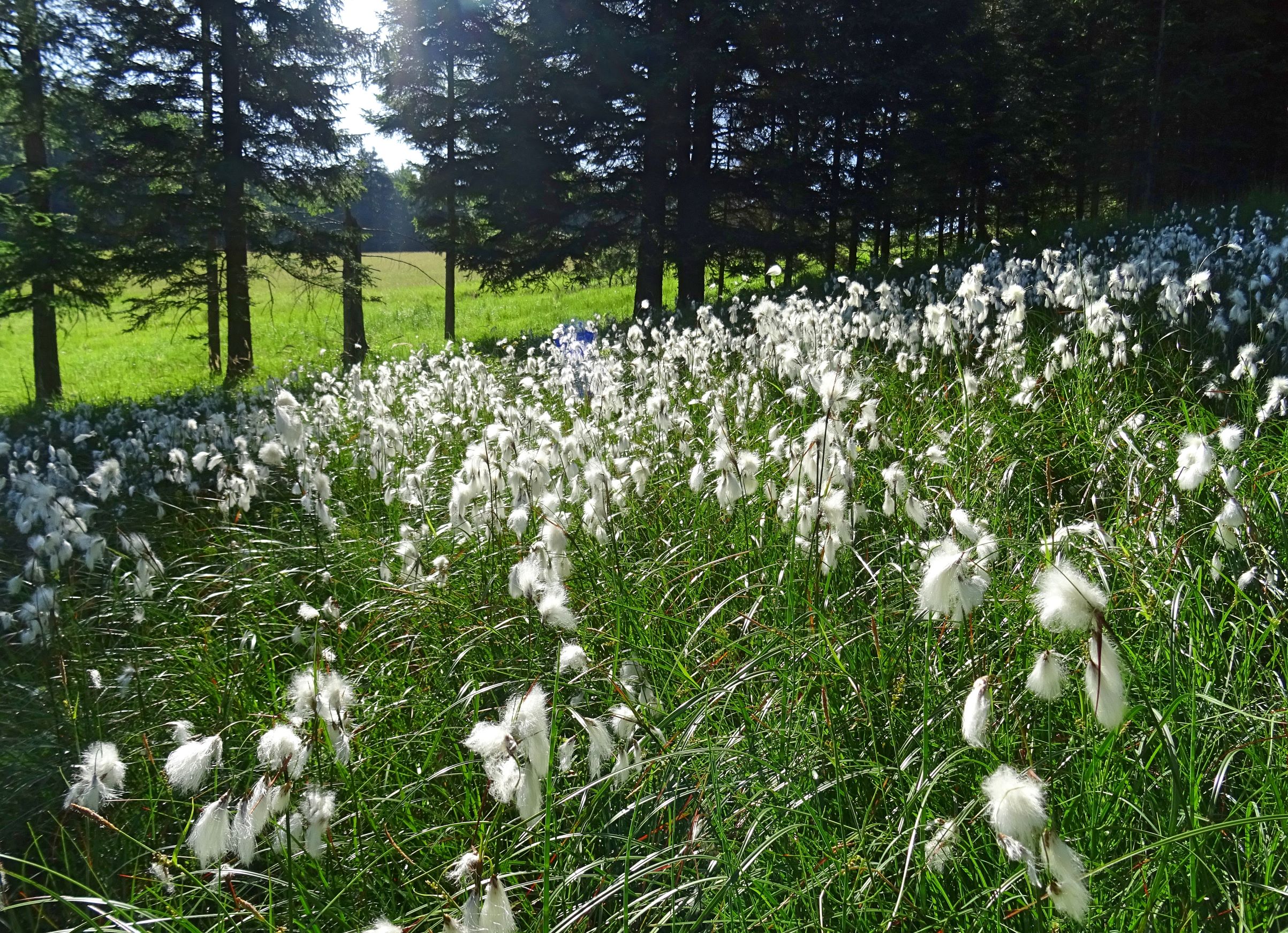 2022-06-19 Eriophorum latifolium.jpg