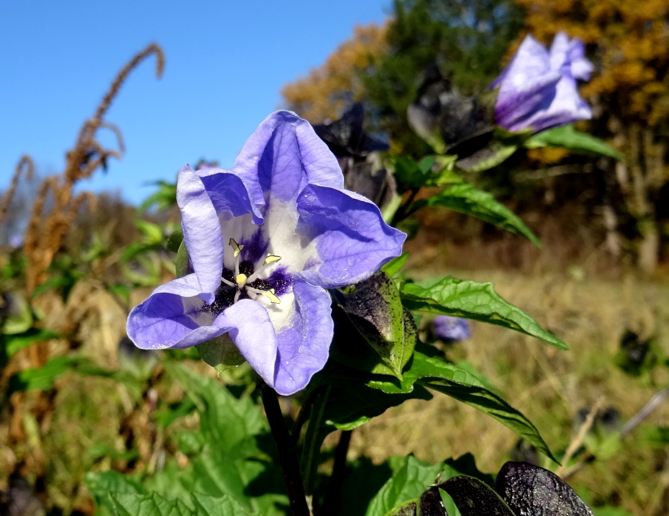 2022-11-06 Nicandra physalodes.JPG