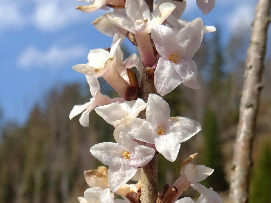 2022-03-27 Daphne mezereum, albiflora.JPG