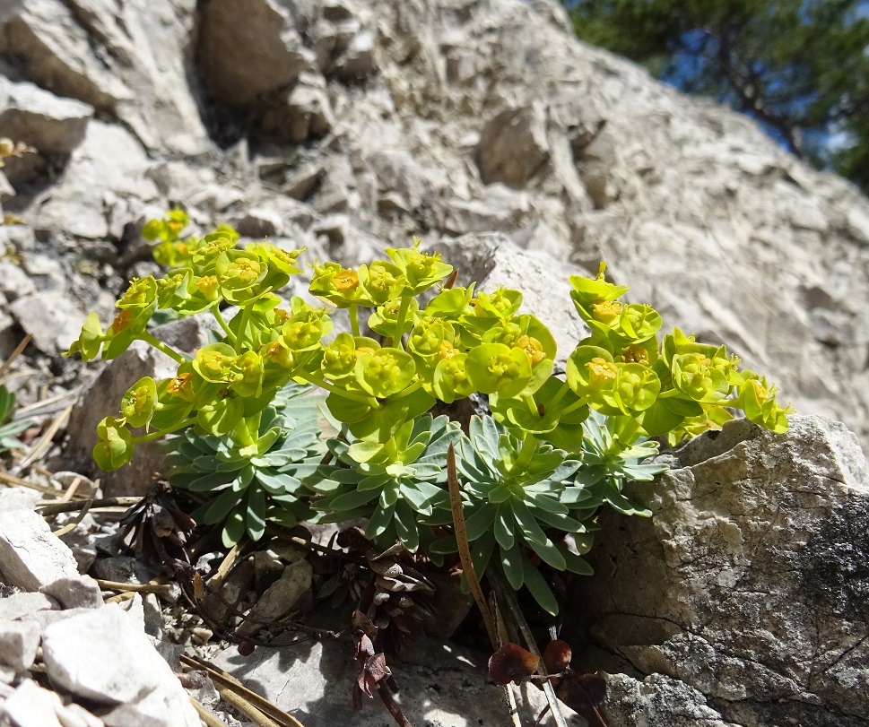 2022-04-11 Euphorbia saxatilis.JPG