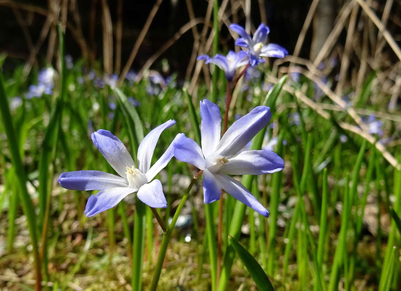 2022-04-12 Scilla luciliae.JPG