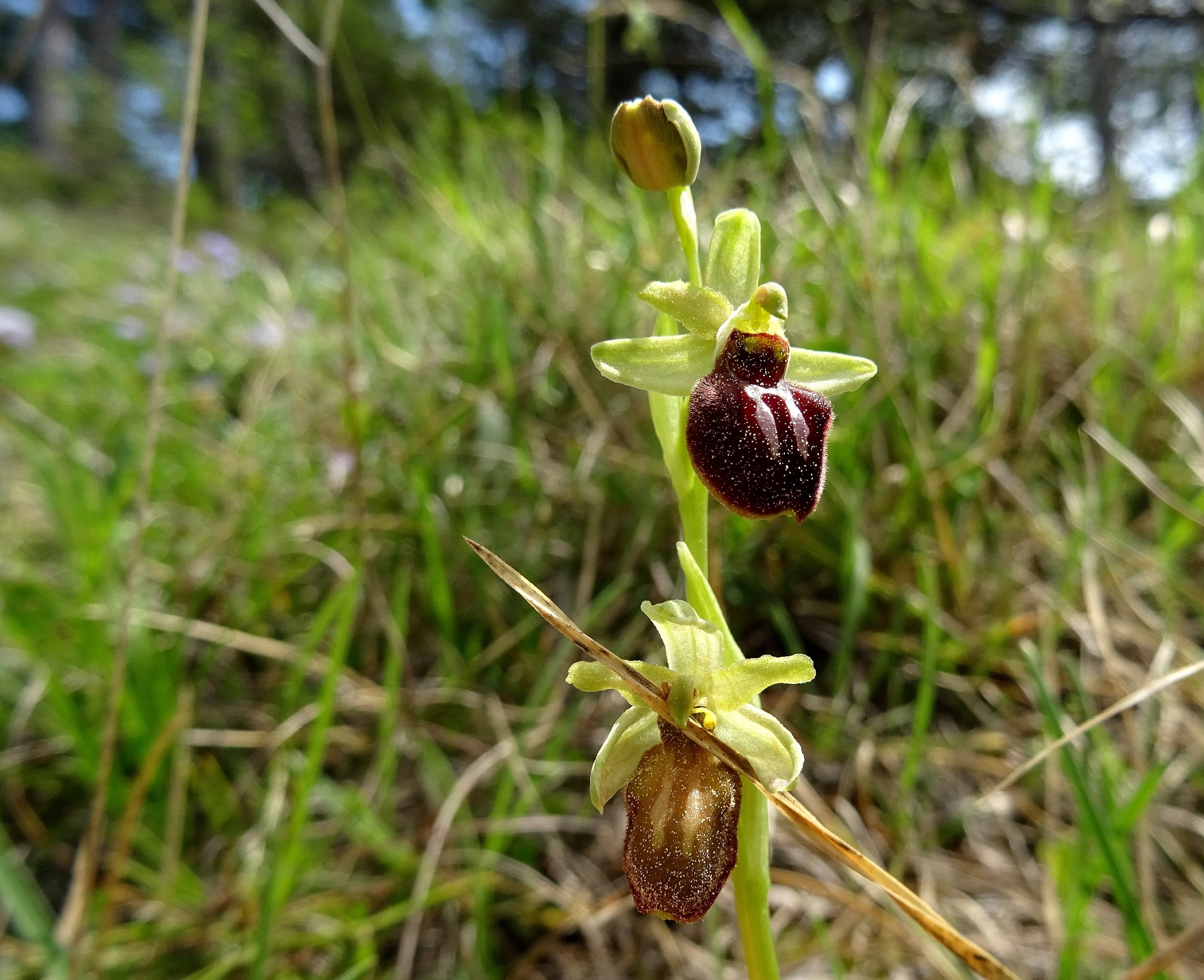 2022-05-16 Ophrys sphegodes.JPG