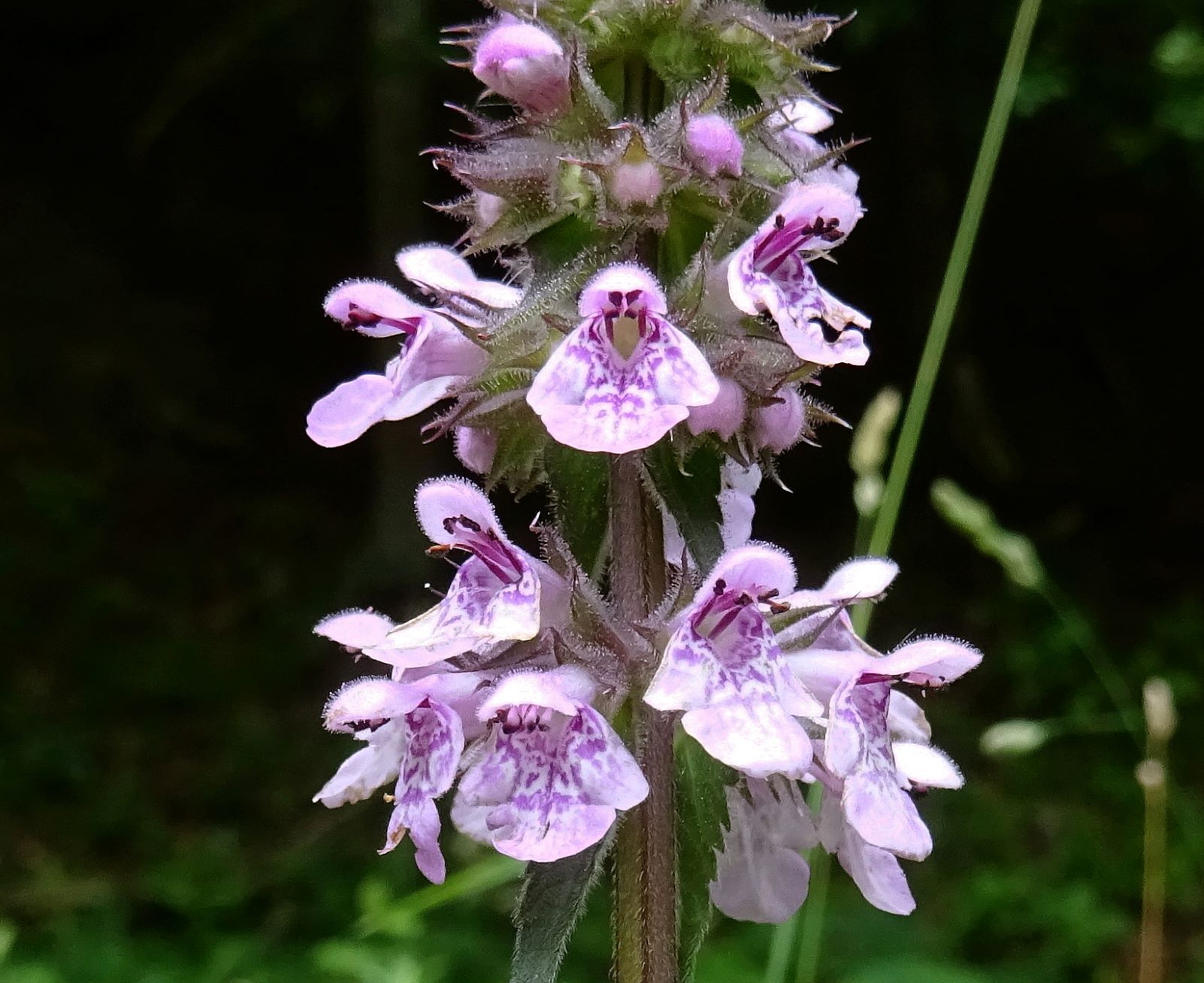 2022-07-08 Stachys palustris.JPG