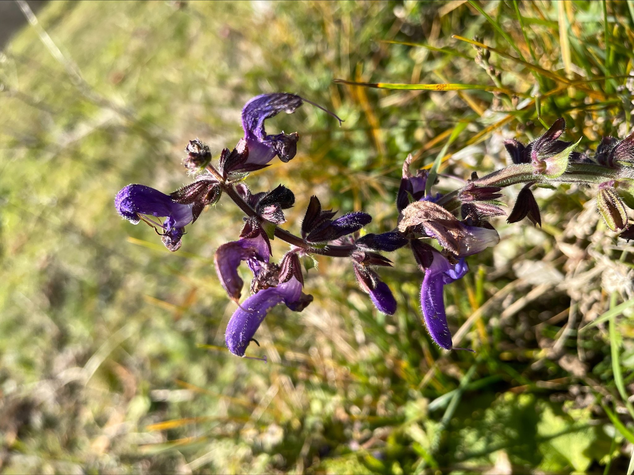 Salvia pratensis_schiffall.jpeg