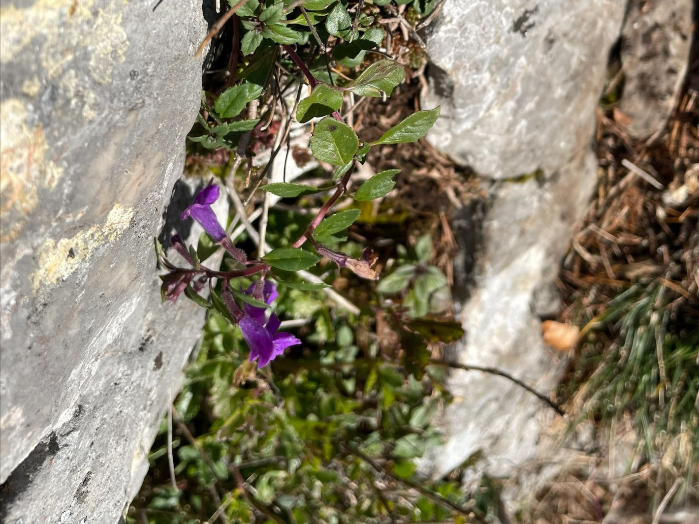 acinos alpinus_kreuzkogel.jpg