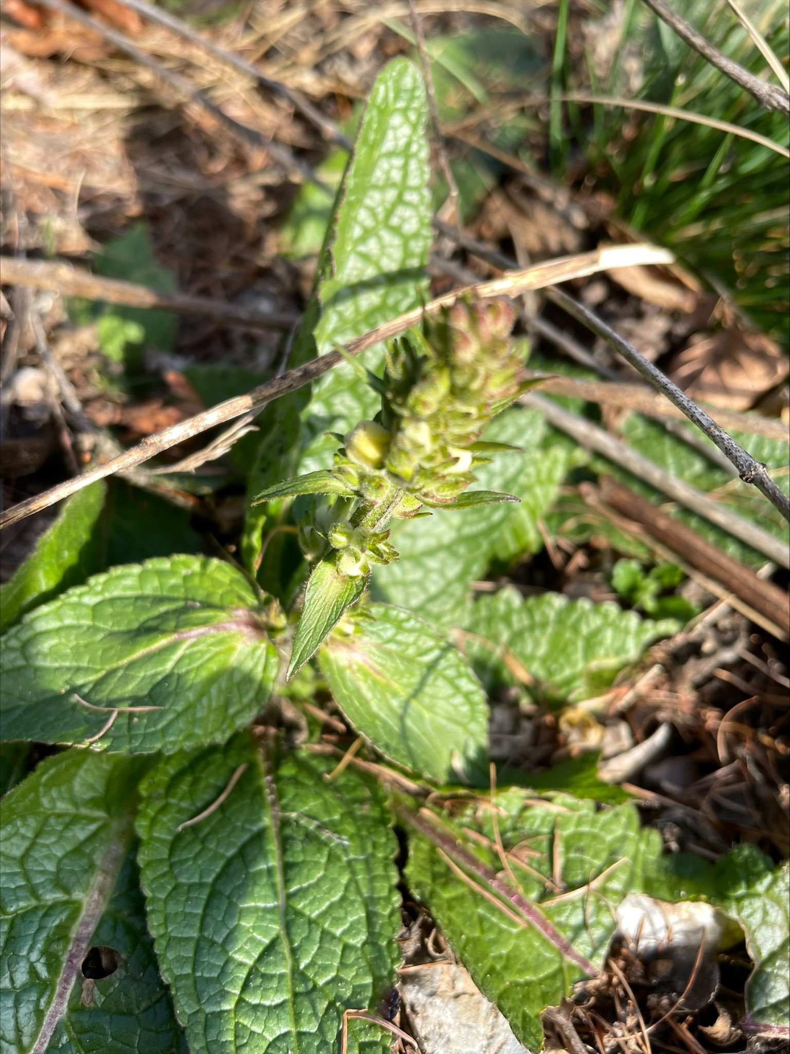 verbascum_kreuzkogel.jpeg