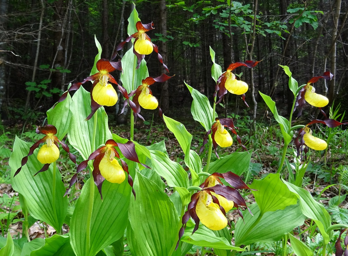 06-12-2020 Cypripedium calceolus .JPG