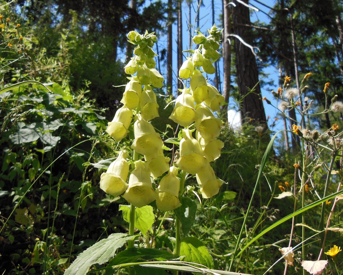 06-13-2017 Digitalis grandiflora .JPG