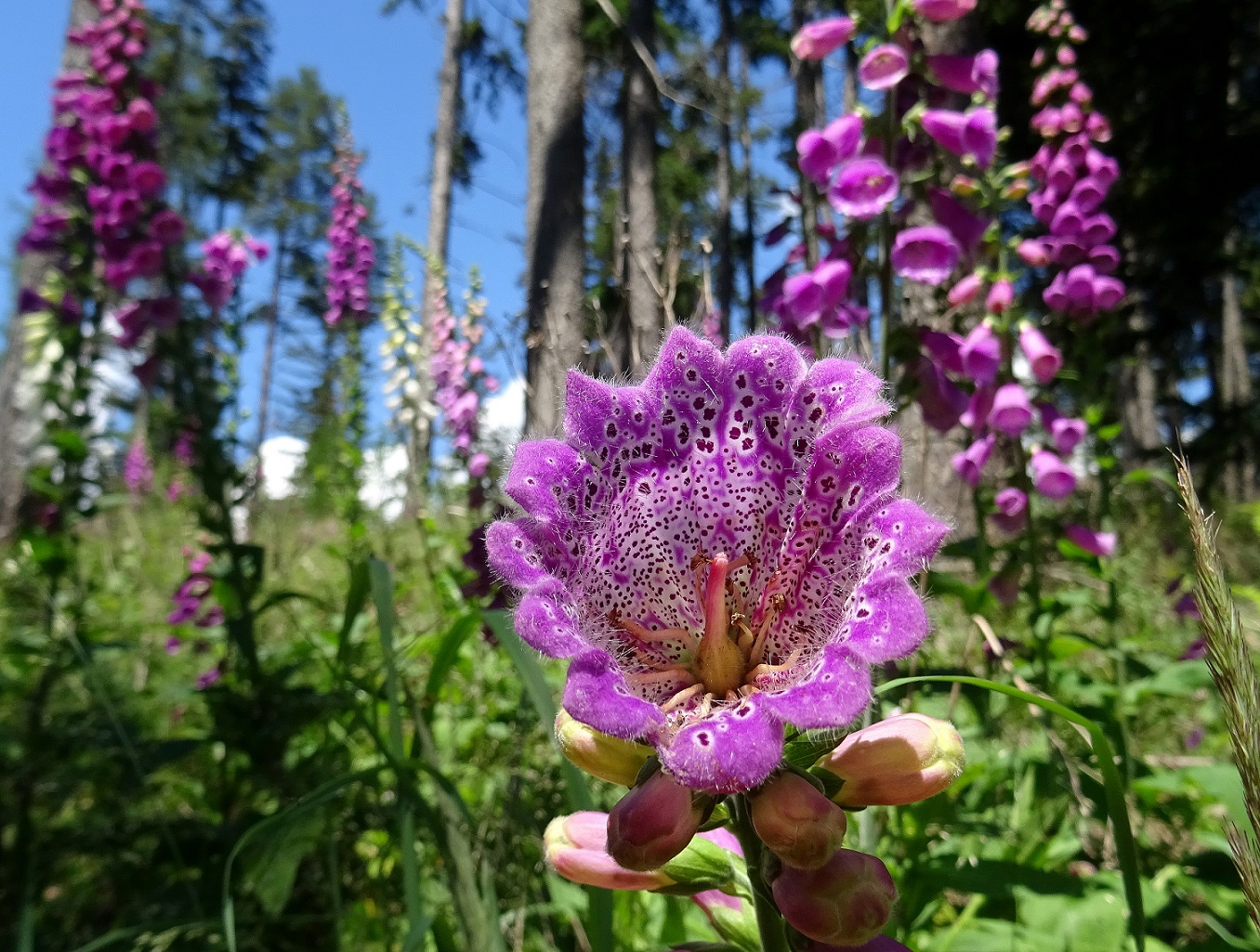 06-26-2022 Digitalis purpurea.JPG