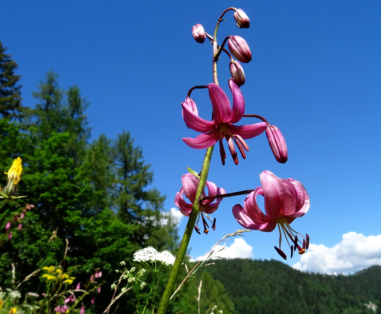 06-26-2022 Lilium martagon.JPG