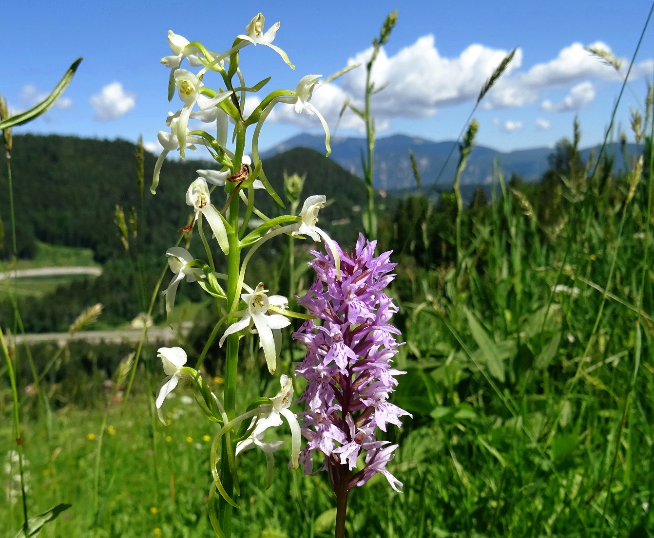 06-26-2022 Platanthera bifolia, D. fuchsii.JPG