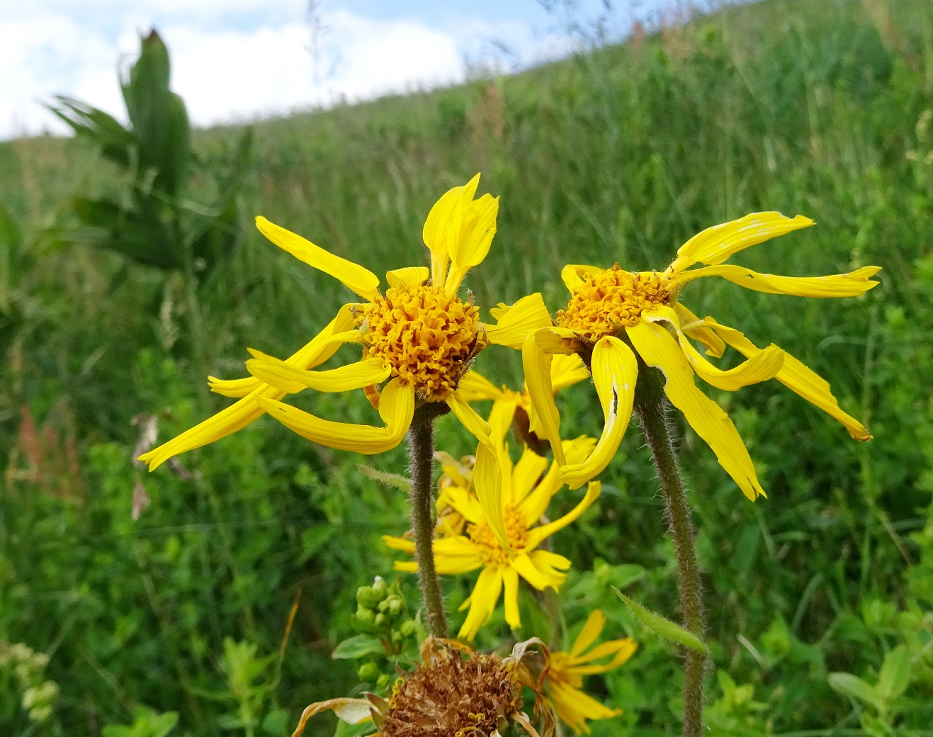 07-04-2019 Arnica montana .JPG