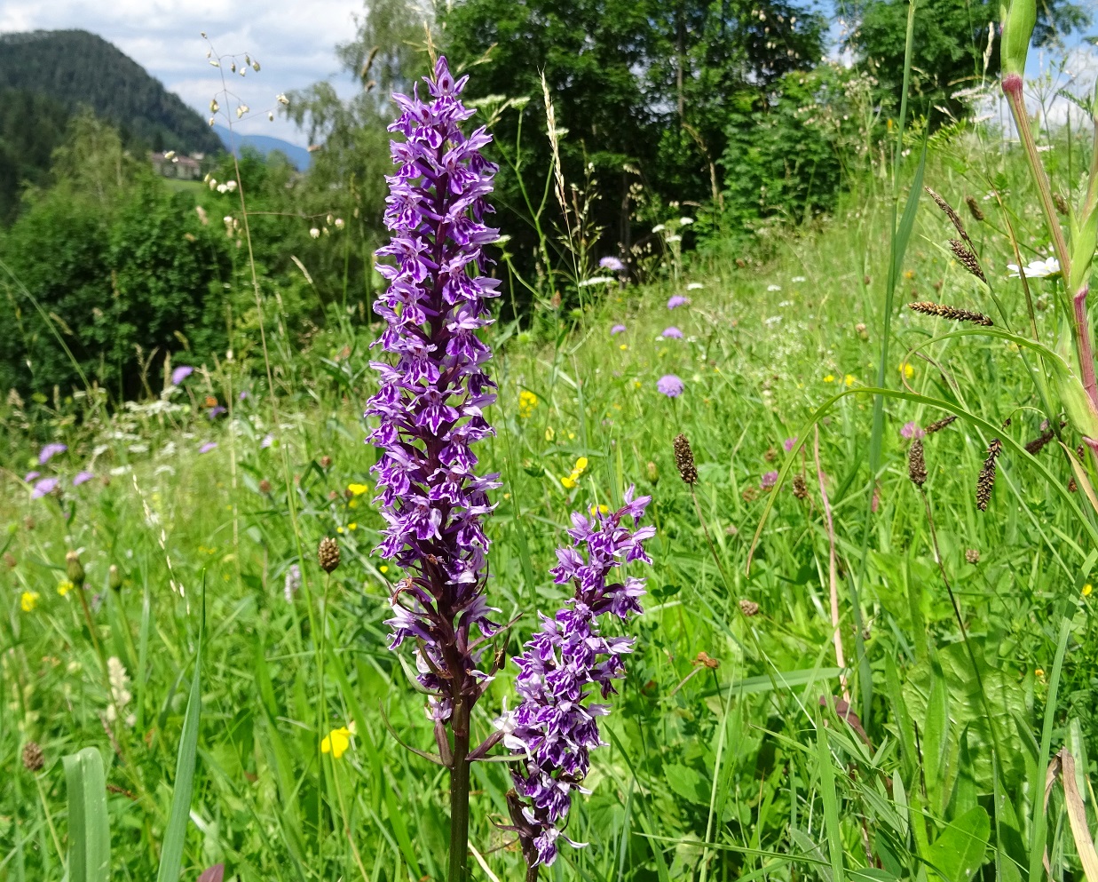 07-04-2019 DActylorhiza fuchsii .JPG