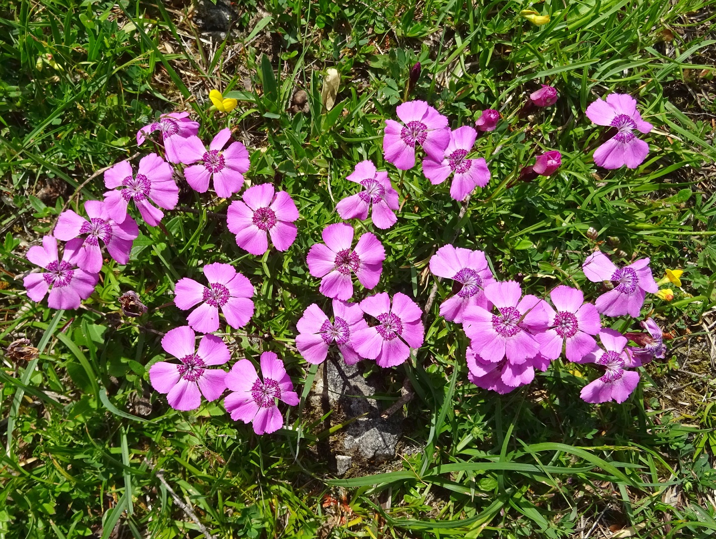 07-04-2019 Dianthus alpinus .JPG