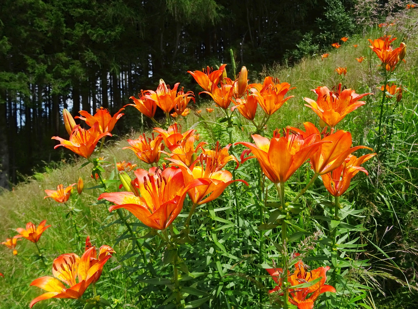 07-04-2019 DSC01268 Lilium bulbiferum .JPG