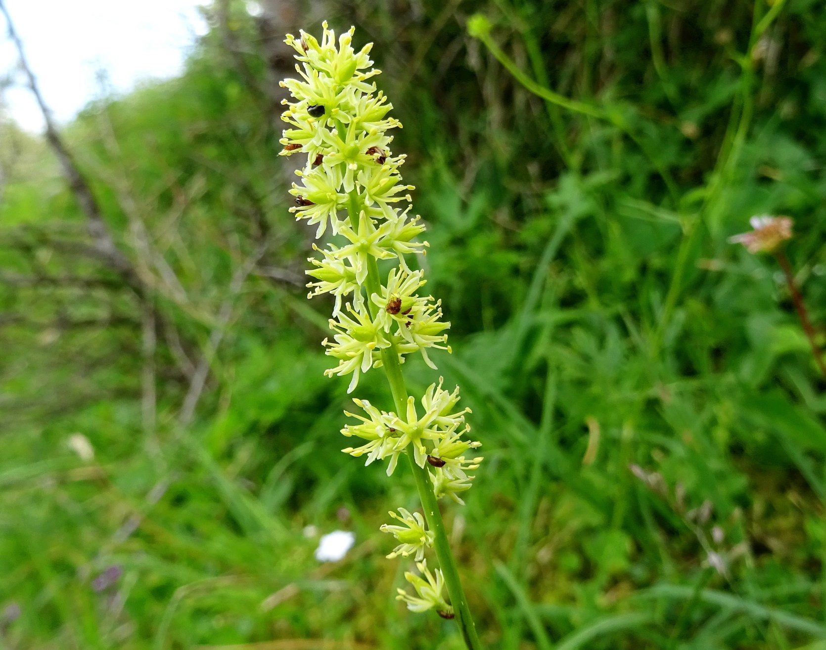 07-04-2019 Tofieldia calyculata .JPG