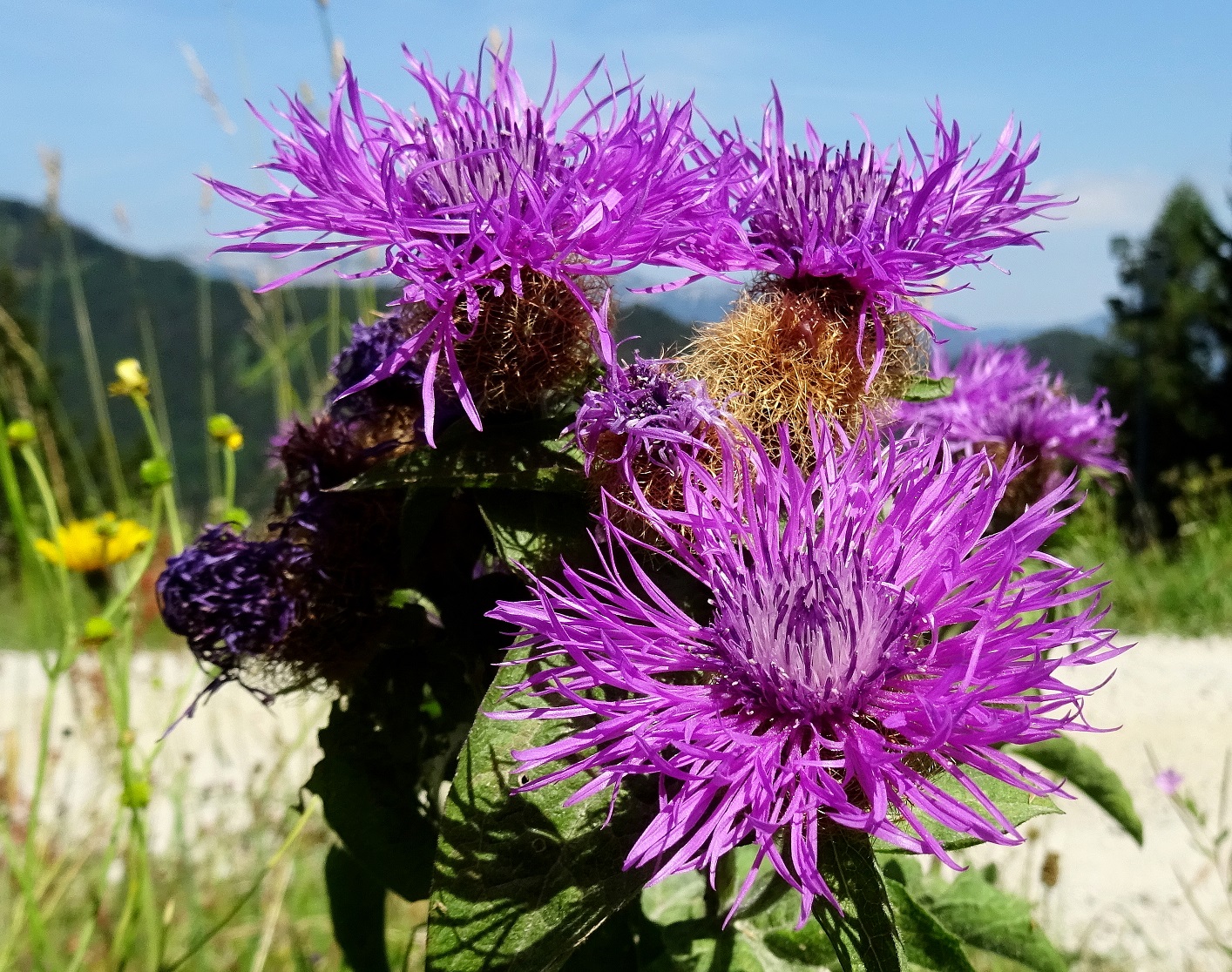 07-21-2022 Centaurea pseudophrygia DSC00984.JPG