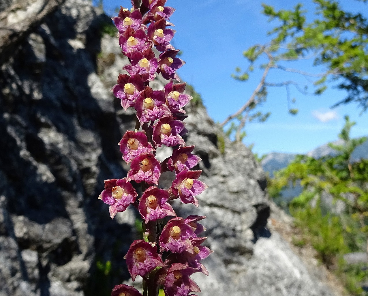 07-27-2020 Epipactis atrorubens.JPG