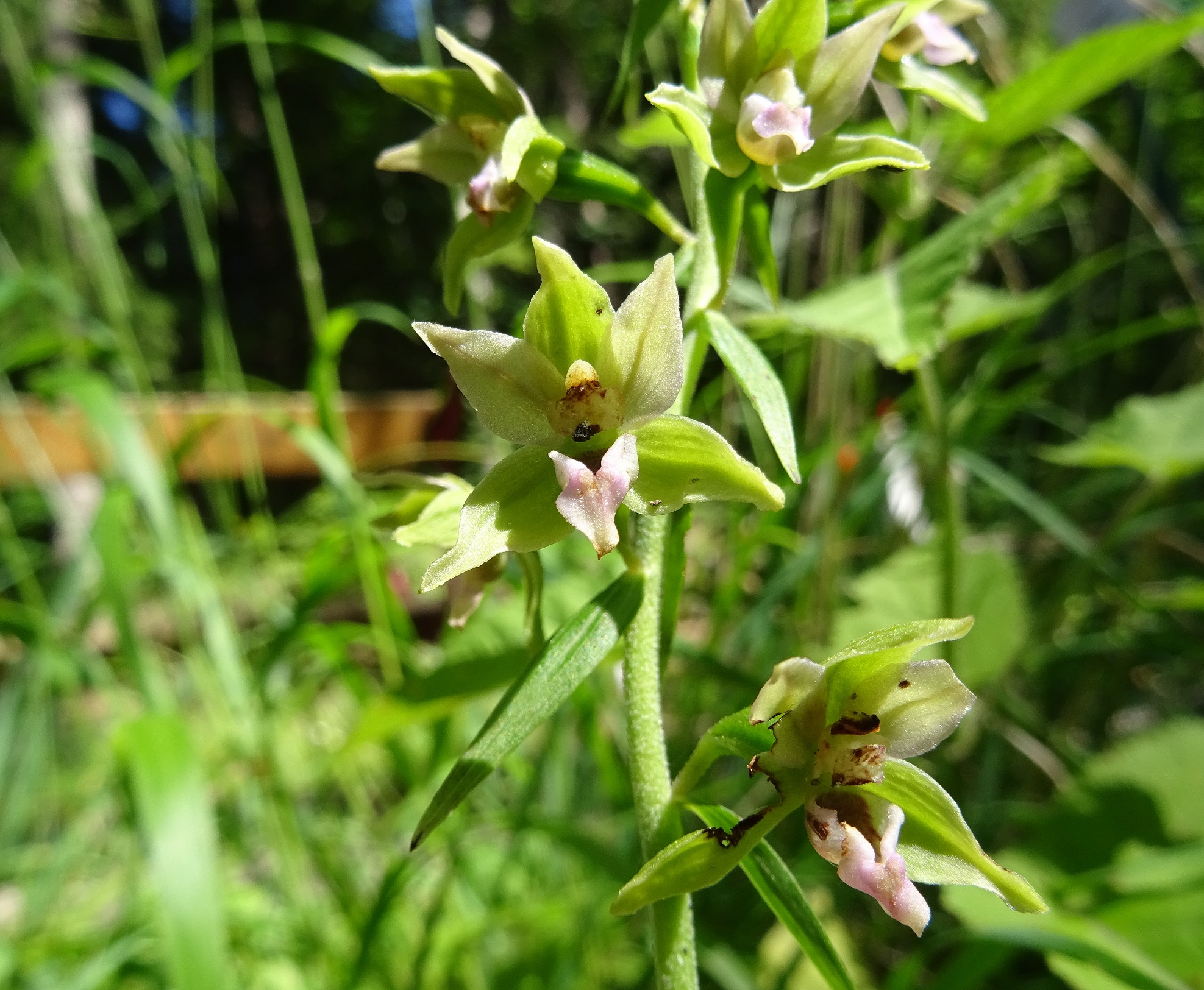 07-27-2020 Epipactis leptochila .JPG