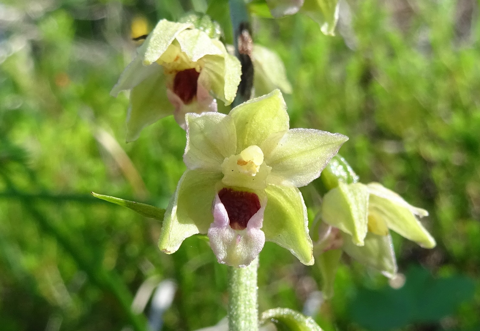 07-27-2020 Epipactis muelleri .JPG