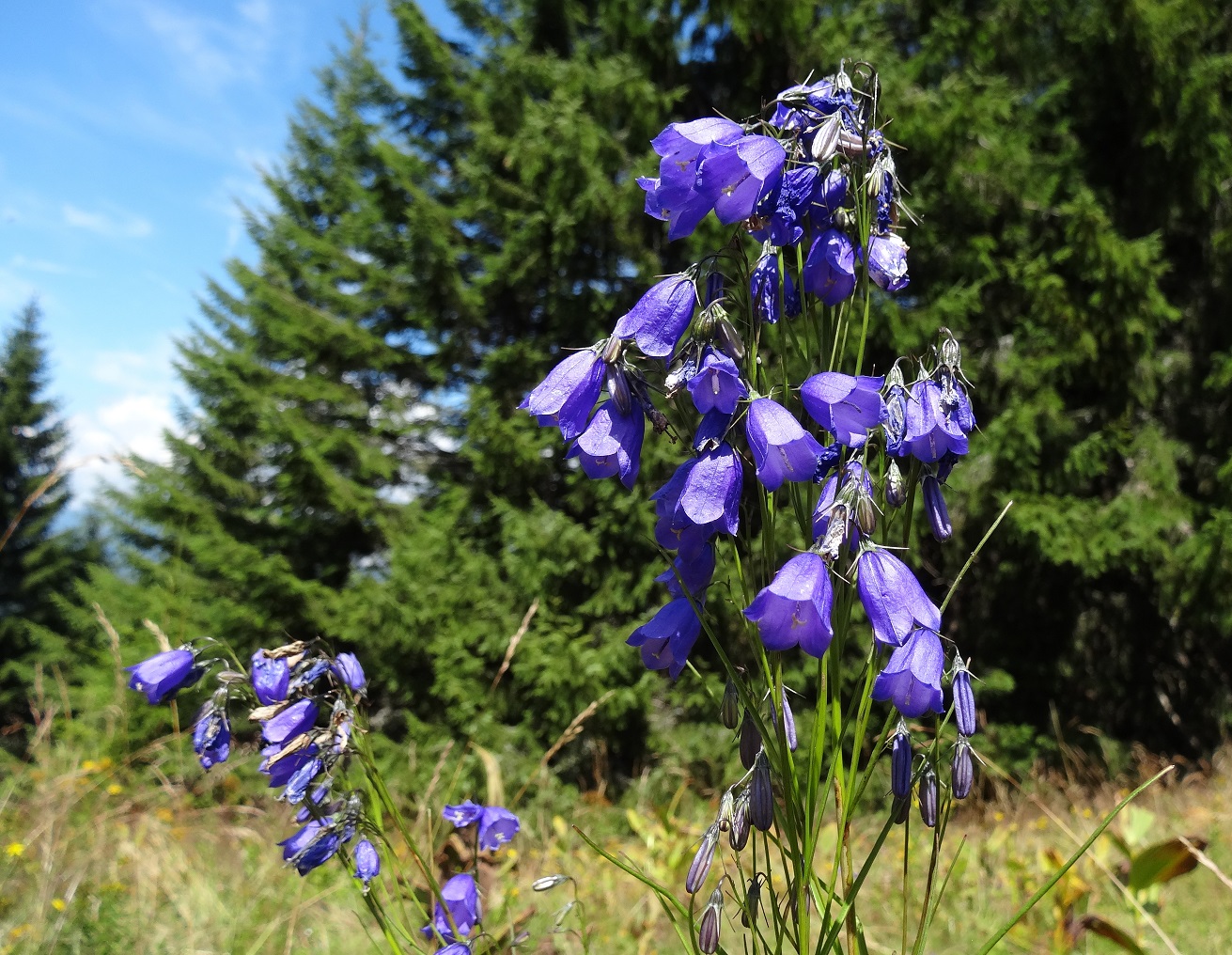 07-31-2017 Campanula witasekiana.JPG