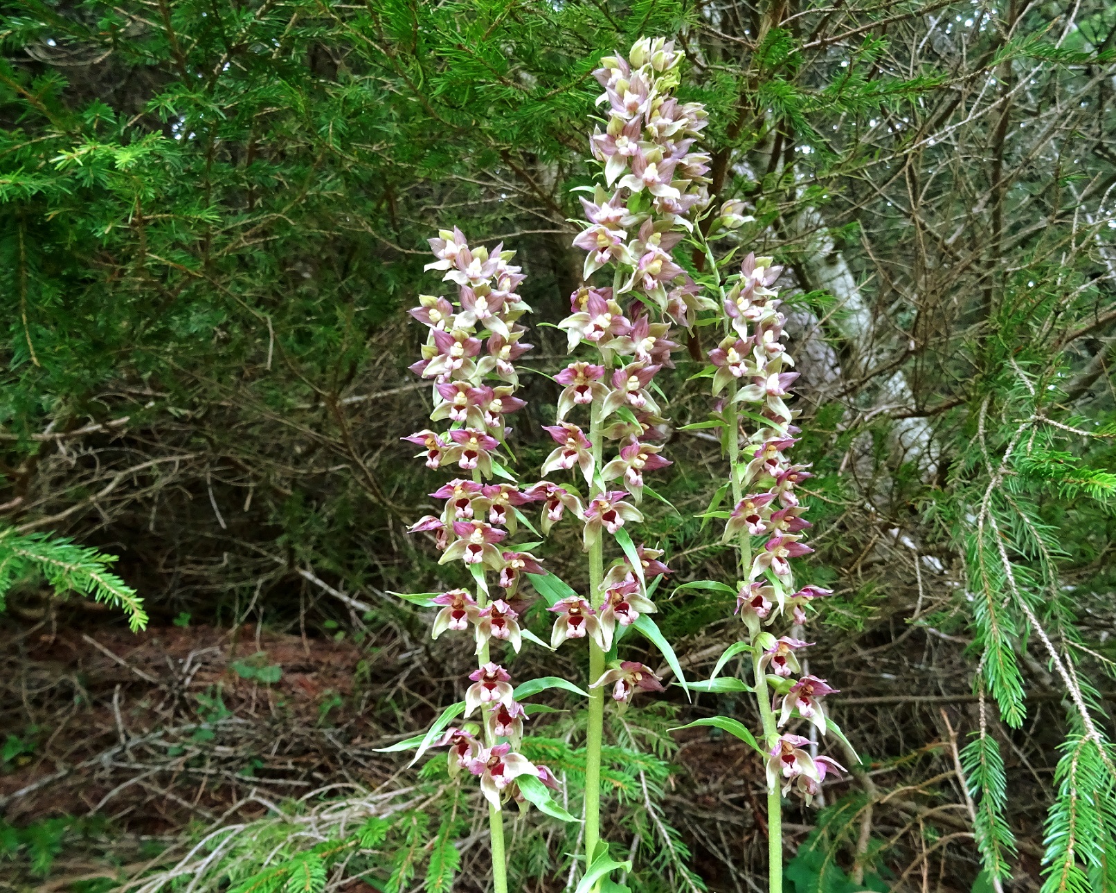 08-06-2020 Epipactis helleborine .JPG