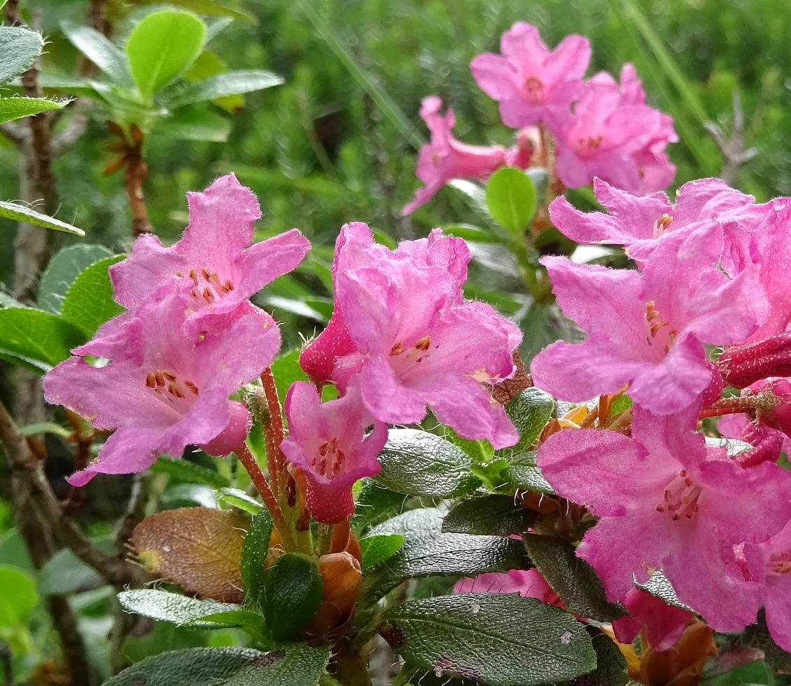 08-06-2020 Rhododendron hirsutum .JPG