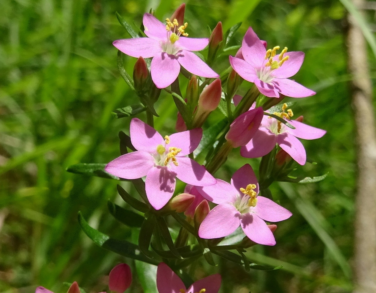 08-13-2020 Centaurium erythraea (subsp. erythraea) .JPG