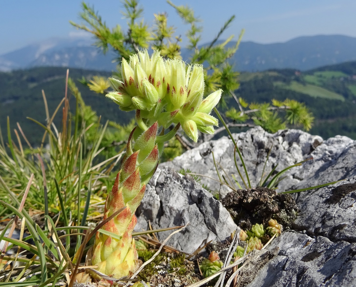 08-13-2020 Jovibarba globifera subsp. hirta .JPG