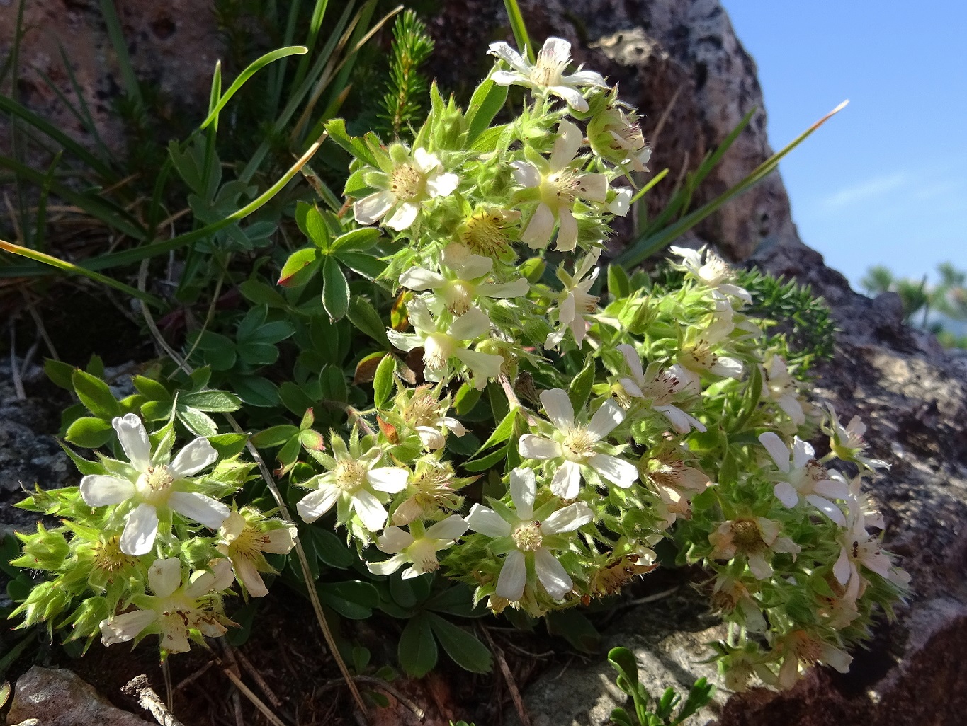 08-13-2020 Potentilla caulescens .JPG