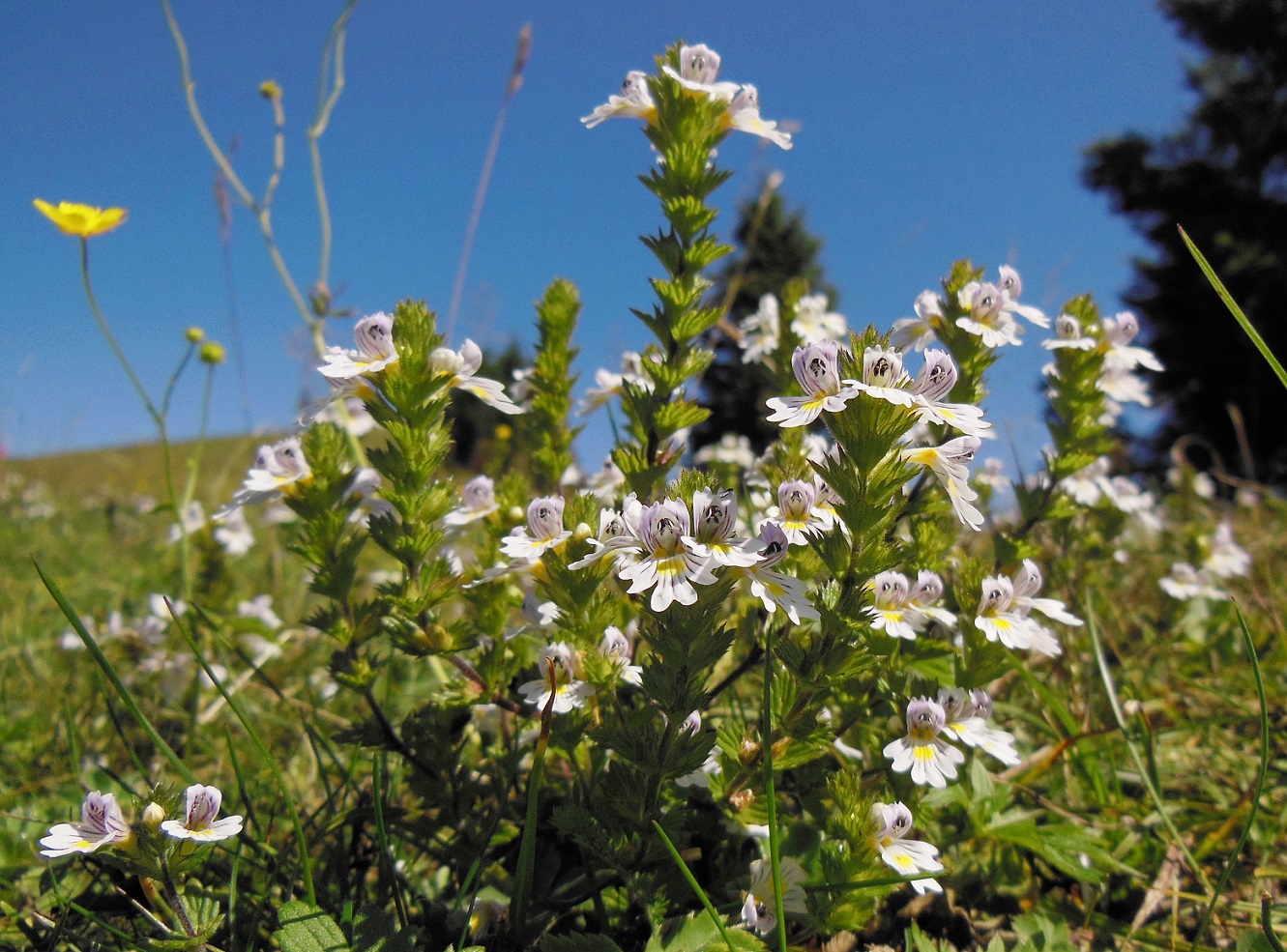 08-26-2016 Euphrasia officinalis subsp. rostkoviana .JPG