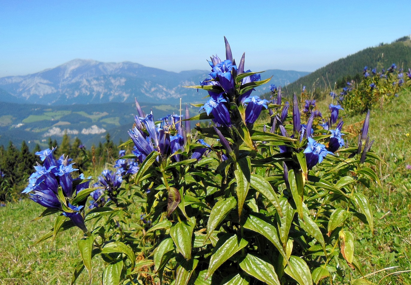 08-26-2016 Gentiana asclepiadea .JPG