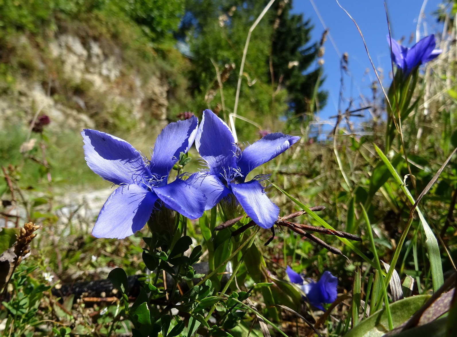 09-09-2021  Gentianopsis ciliata.JPG