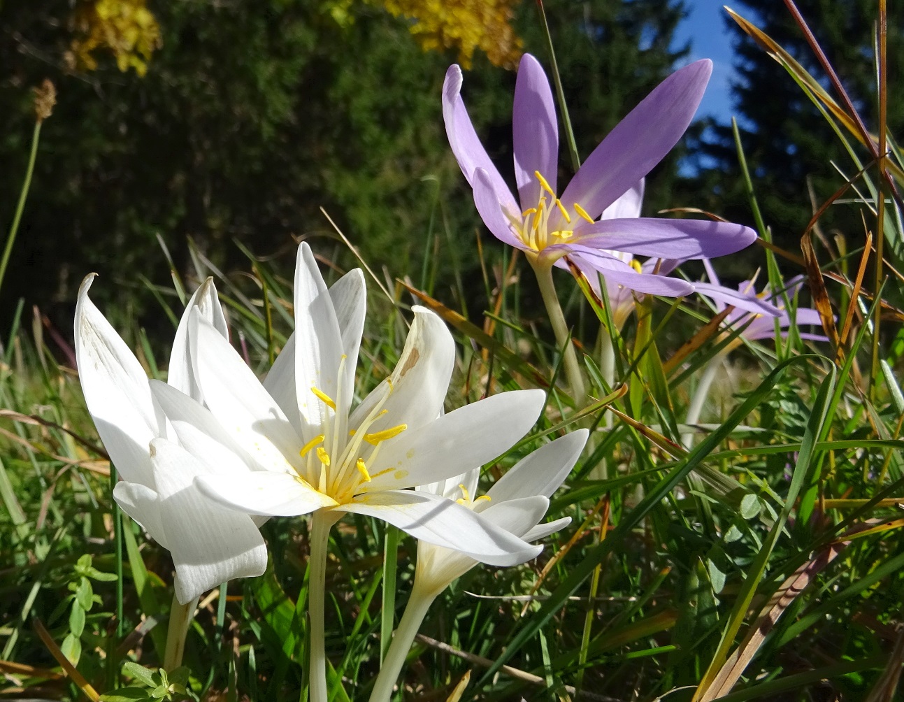 10-12-2019 Colchium autumnale DSC01371.JPG