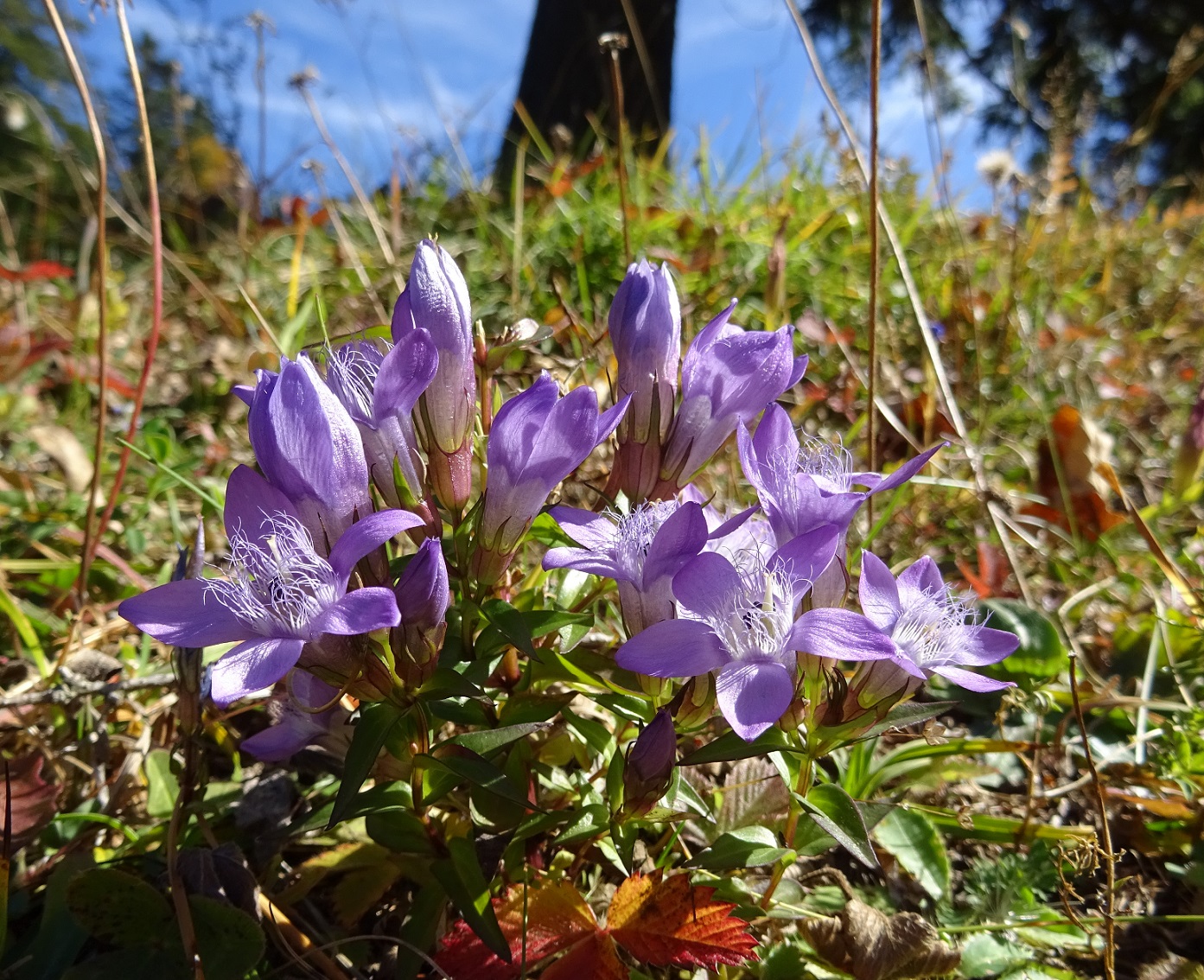 10-12-2019 Gentianella austiaca .JPG