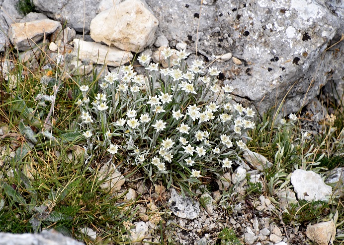 Gaisstein - 30062022 - (139) - Gipfel - Leontopodium alpinum - Alpen-Edelweiß.JPG