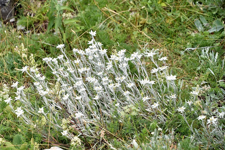 Gaisstein - 30062022 - (134) - Gipfel - Leontopodium alpinum - Alpen-Edelweiß.JPG