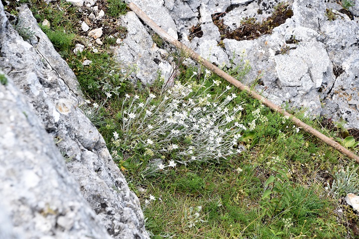 Gaisstein - 30062022 - (137) - Gipfel - Leontopodium alpinum - Alpen-Edelweiß.JPG