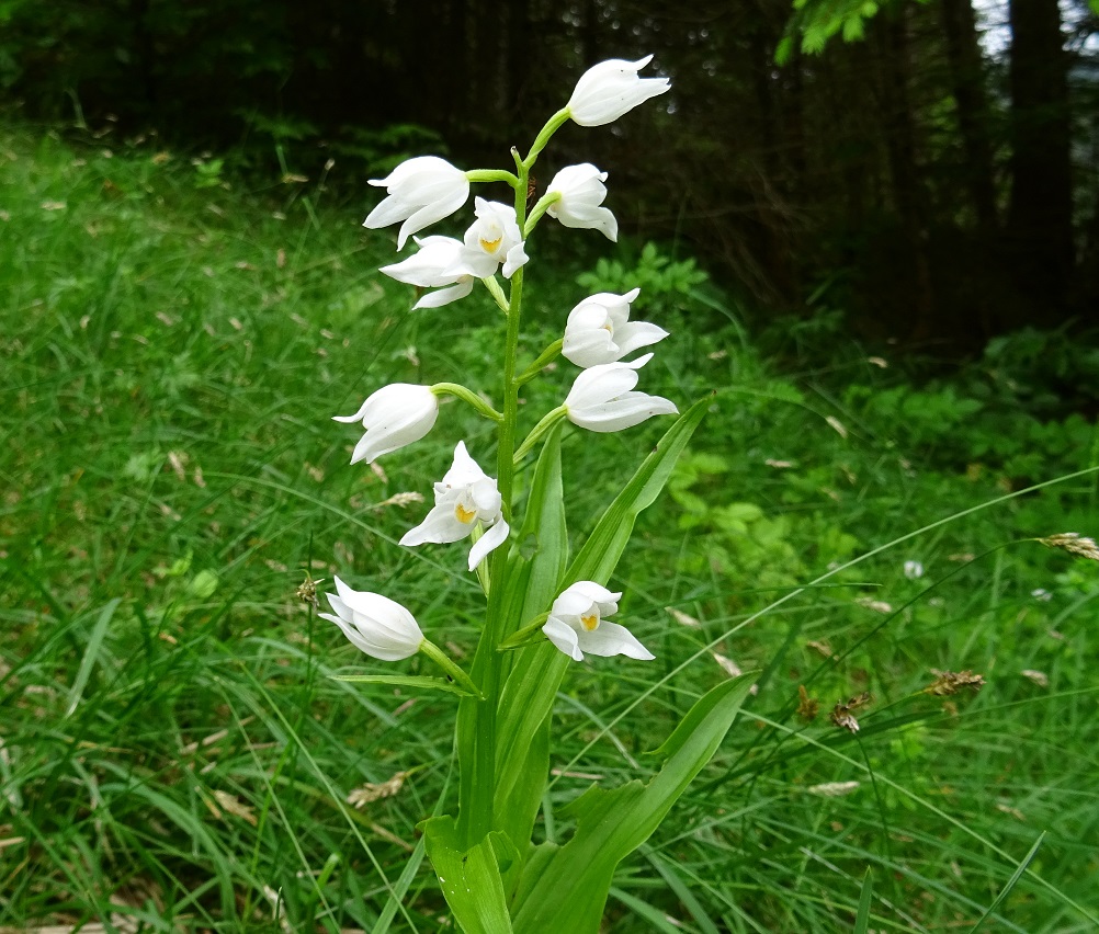 2022-06-05 Cephalanthera longifolia.JPG